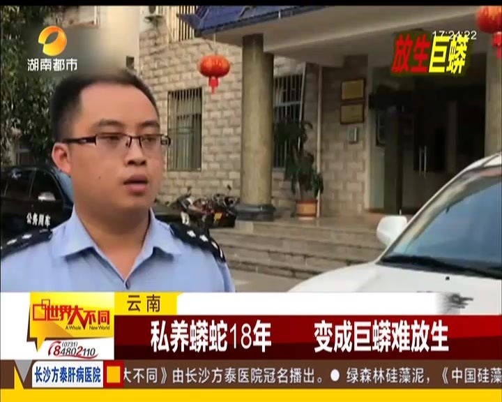 云南:私养蟒蛇18年 变成巨蟒难放生