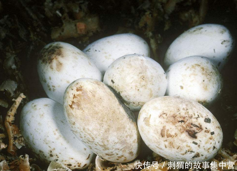 白蛇作揖,彪汉不信邪,端了蛇蛋下了锅,从此竟开