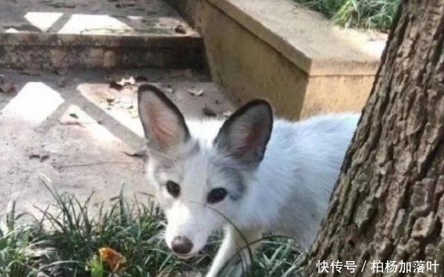 宠物突击v宠物情趣,发现很多寝室时装,称学生会校长唱奇葩图片
