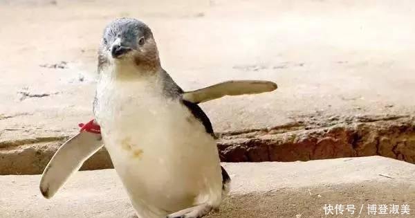 泰国景区常有不文明现象, 泰国 西方人最差, 中