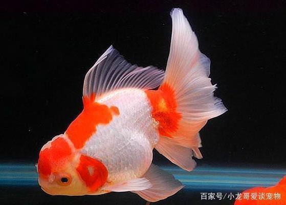 昌都水族批發(fā)市場地址電話號碼是多少（昌都水族批發(fā)市場地址電話號碼是多少號）