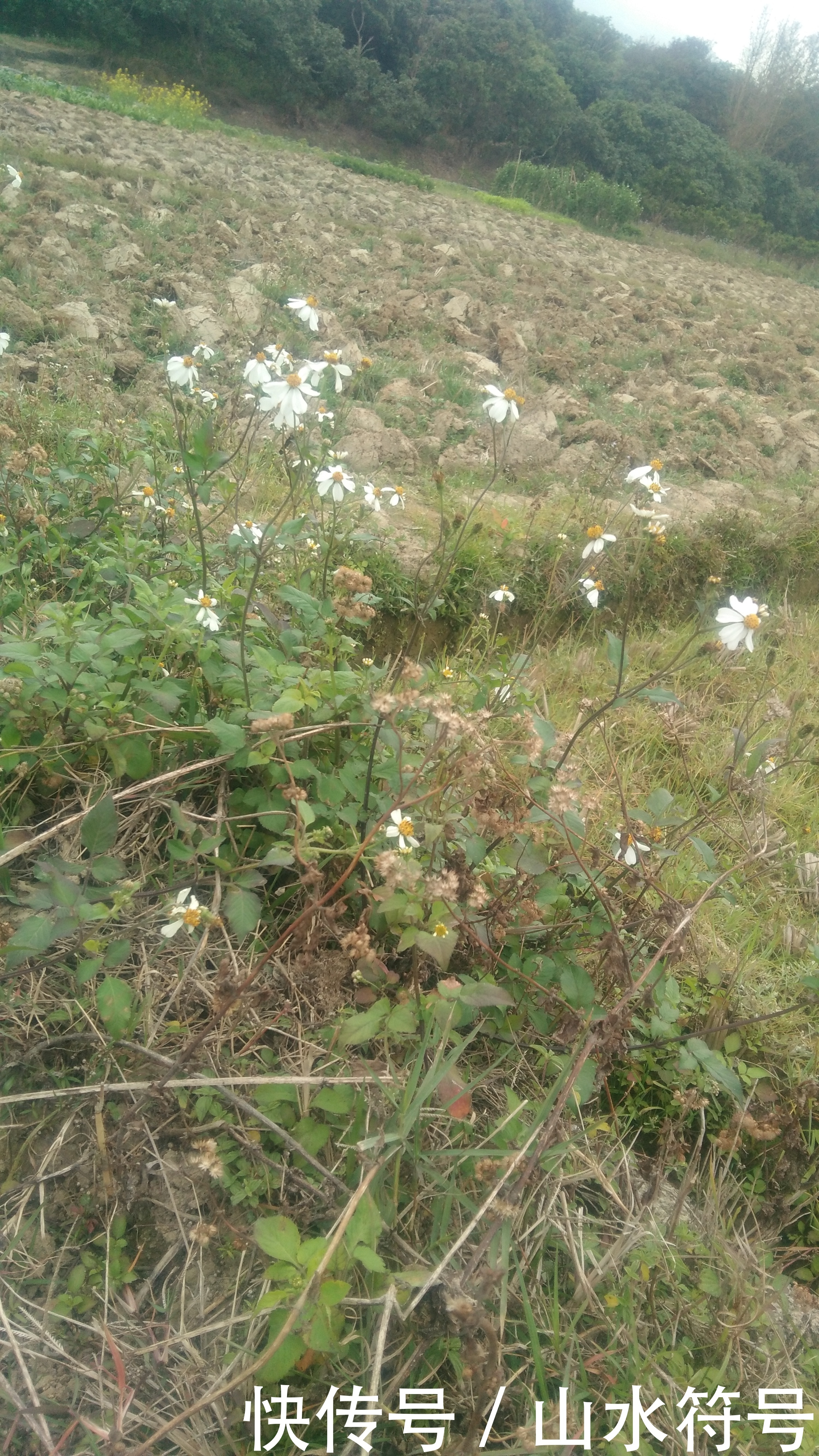 春节后的农田景象广西浦北县白石水