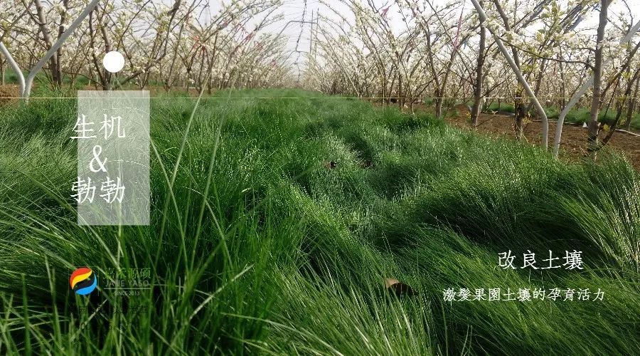 果园绿肥鼠茅草替代除草剂的使用