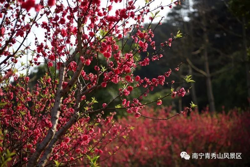 情人节需要陪伴的不只有TA，南宁小户型新房何处有?