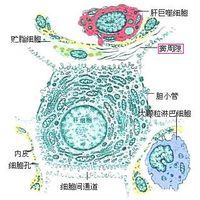 由于肝血窦壁的通透性大,所以血浆能经内皮细胞窗孔进入窦周隙.