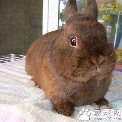 荷兰侏儒兔多少钱 体积最小的宠物兔_360问答