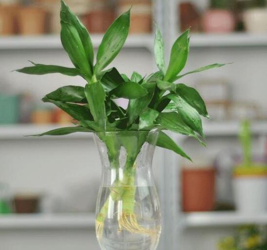 富贵竹几天换水和剪根 t013fb5c20f4233853c.jpg