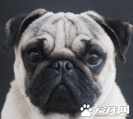 巴哥犬智商与金毛比 金毛犬的智商较高_360问