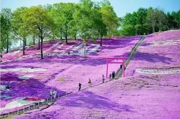 没有樱花没有雪 夏天的北海道依旧挤破头