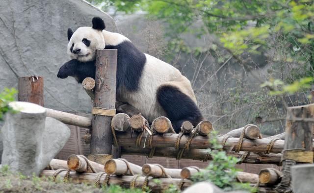 成都看熊猫最佳去处:面积很大,可近距离感受熊