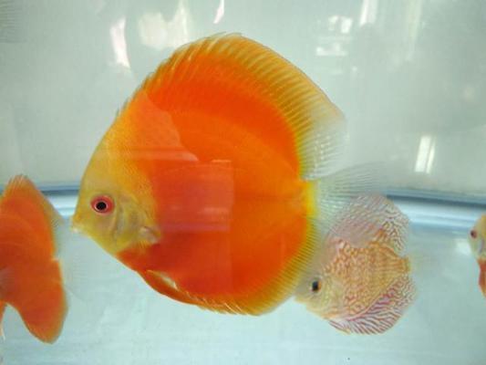 寧波觀賞魚水族館哪家好一點呢（寧波觀賞魚水族館哪家好一點呢多少錢）