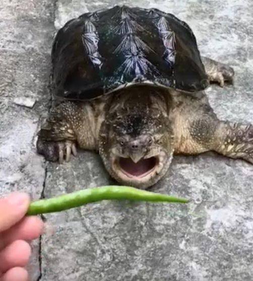 男子养了只鳄龟,居然拿来蔬菜喂给它,鳄龟的表