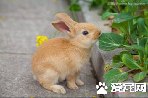 兔子的寿命是几年 兔子平均寿命是5到12年