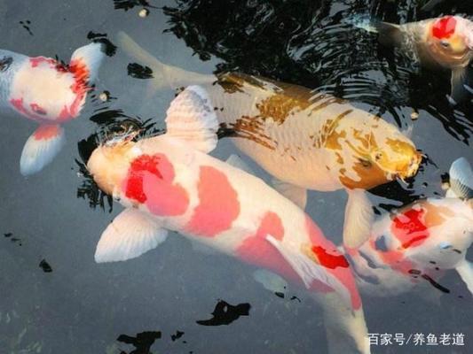 龍魚虎魚混養(yǎng)尺寸圖片大全（龍魚虎魚混養(yǎng)如何喂食）