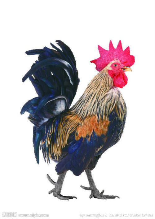 这里有最精准全面的2018戊戌年,流年生肖运势!第二期