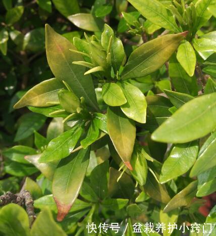栀子花叶子发黄快死了,不要丢一个小动作就救