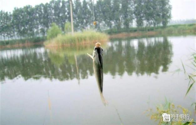 雷龍魚幼苗生長速度怎么樣，如何確保雷龍魚幼苗的健康和快速生長？