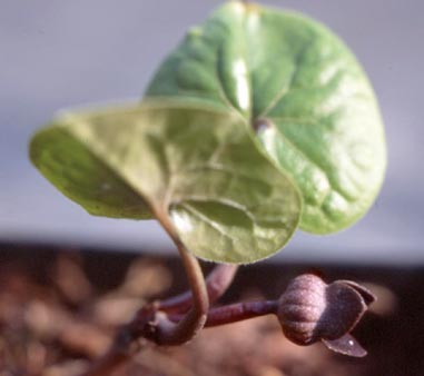 杜衡-草本植物