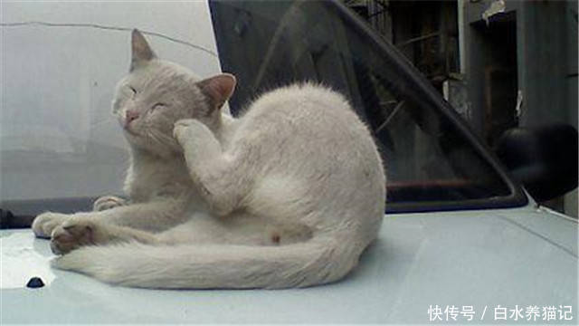 猫:铲屎的,痒死了,快帮朕看看。论猫咪皮肤病的