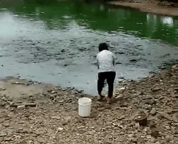 女子在湖边喂鱼,鱼食倒下去后水面瞬间沸腾,出