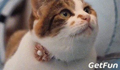 有猫的人很幸福,谁养谁知道 - 360娱乐,你开心就好