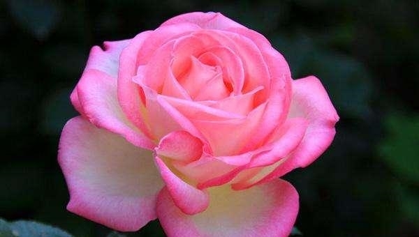 t01463a3105b6de6e9b.jpg