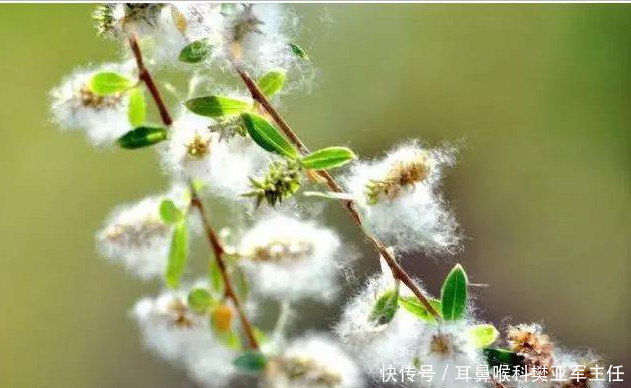 预防柳絮过敏小妙招 黄河耳鼻喉