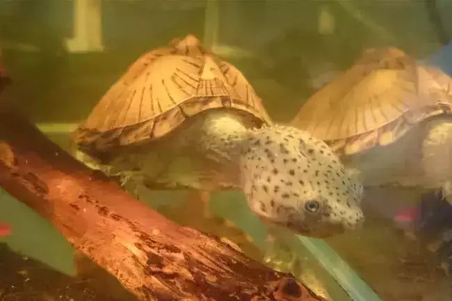世界上十大最凶的乌龟, 第一名一不小心就能把