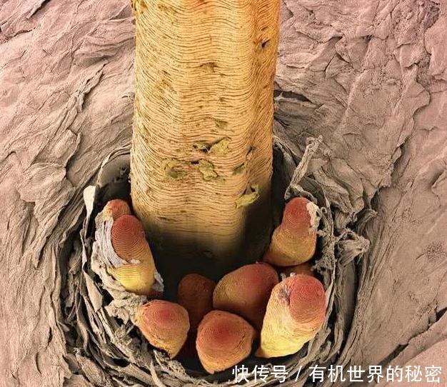 毛孔一天天粗,只怪脸上螨虫越来越多,要趁早给