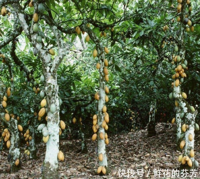 12吨巧克力铺路了,那该毁掉多少可可树一年的