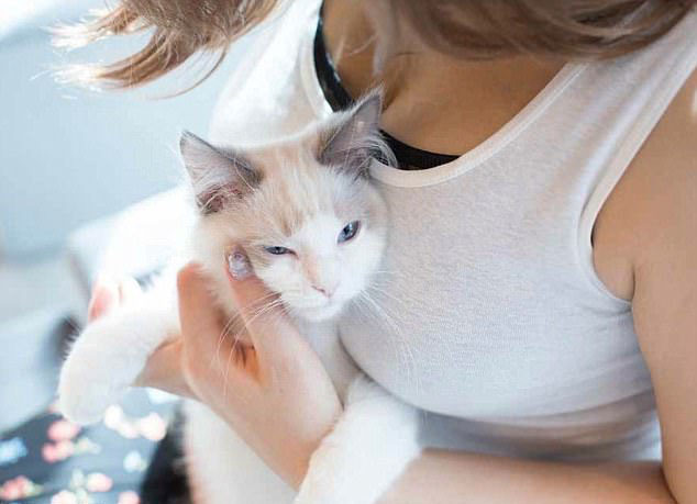 咪咪与咪咪的故事 猫与美胸合照 抚慰人心 有益健康(组图) - 6