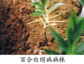 百合树病害图