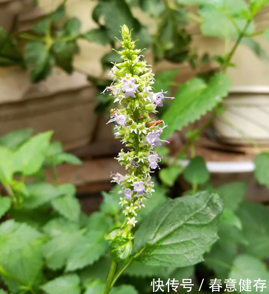 中医大讲堂:教你如何辨别及治疗急性湿疹