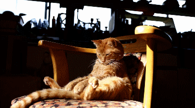 关于橘猫,我只想说真胖