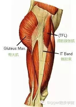 髂胫束下端附着于胫骨外侧髁,腓骨头和膝关节囊.