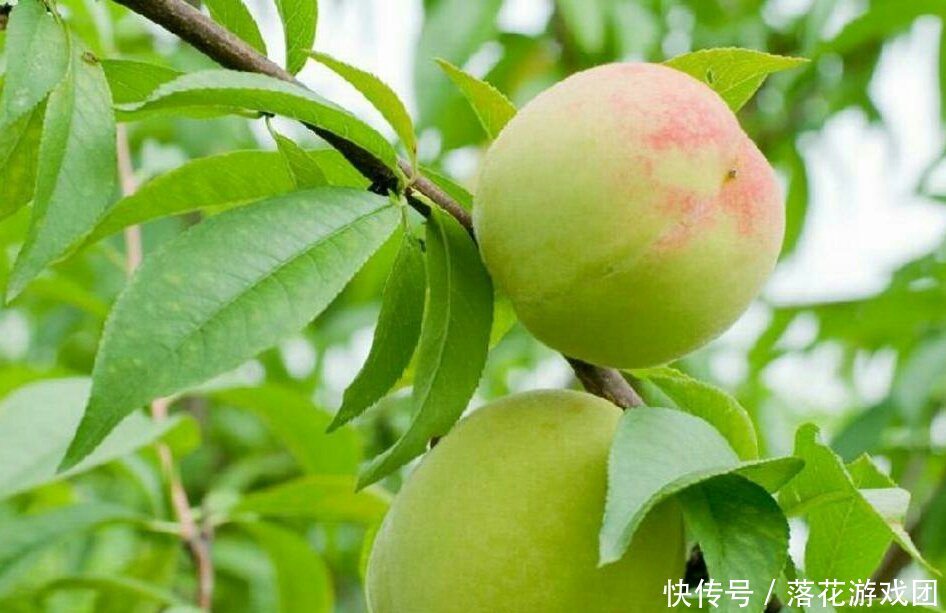 春季桃树主要病虫害以及防治方法