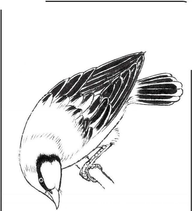 中国画零基础入门教程:分步骤讲解三种鸟类画