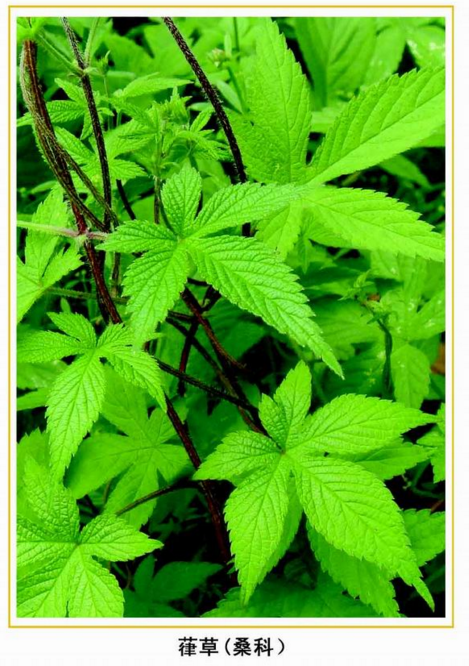 农民眼中的恶性杂草,中医眼中的宝贝—葎草,还是治疗肺结核的良