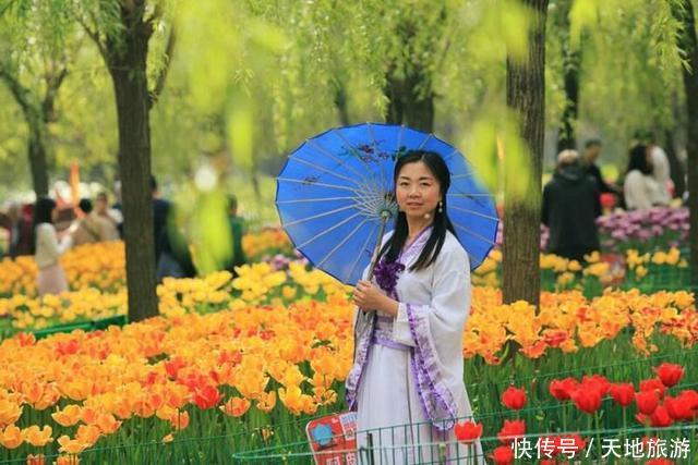 花卉摄影:醉人郁金香