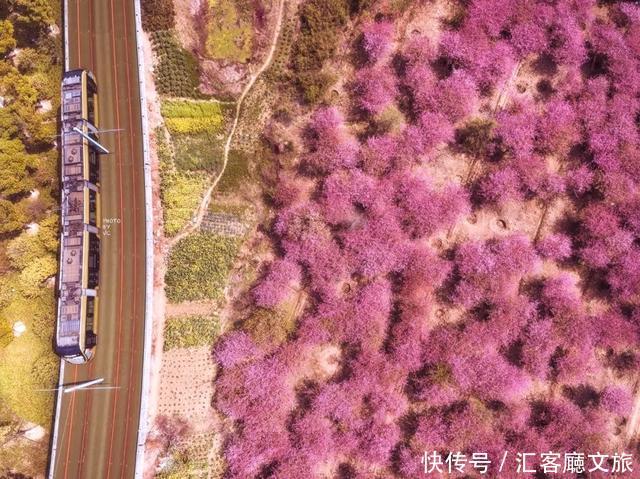 江浙沪又一网红打卡地!有轨电车穿过海棠花海,2元直达太湖