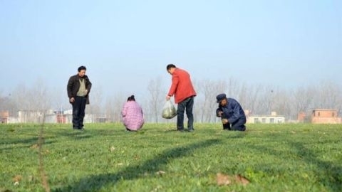 麦地里的这种野菜 河南人特爱吃 长得像面条