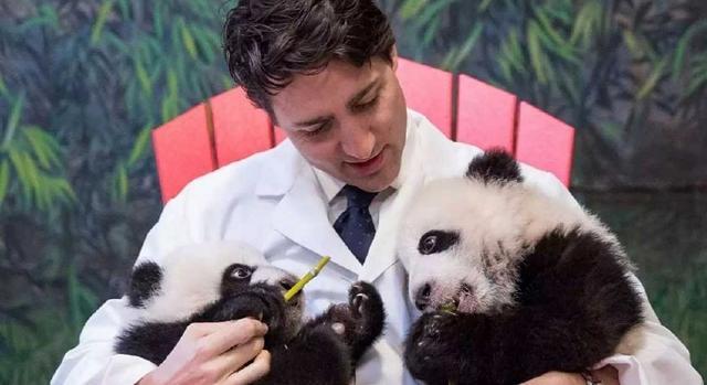 外国租借我国的大熊猫,需要付给我们多少租金