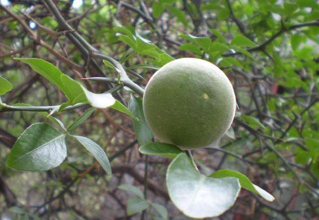 食什么果什么成语大全_可什么可成语大全图片(3)