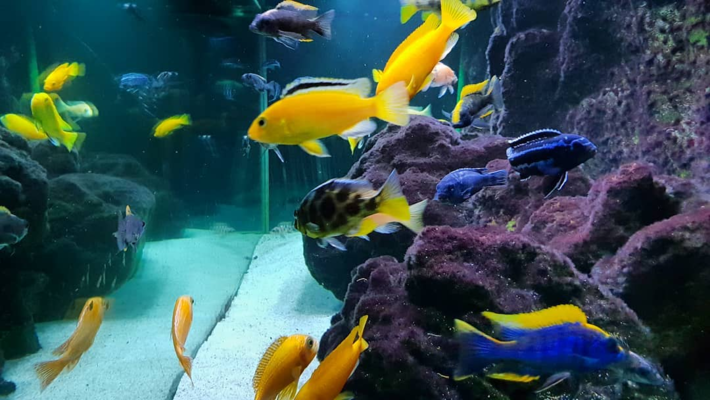 邵阳市大祥区新城水族批发经营部（邵阳市大祥区新城水族批发经营部电话） 全国水族馆企业名录