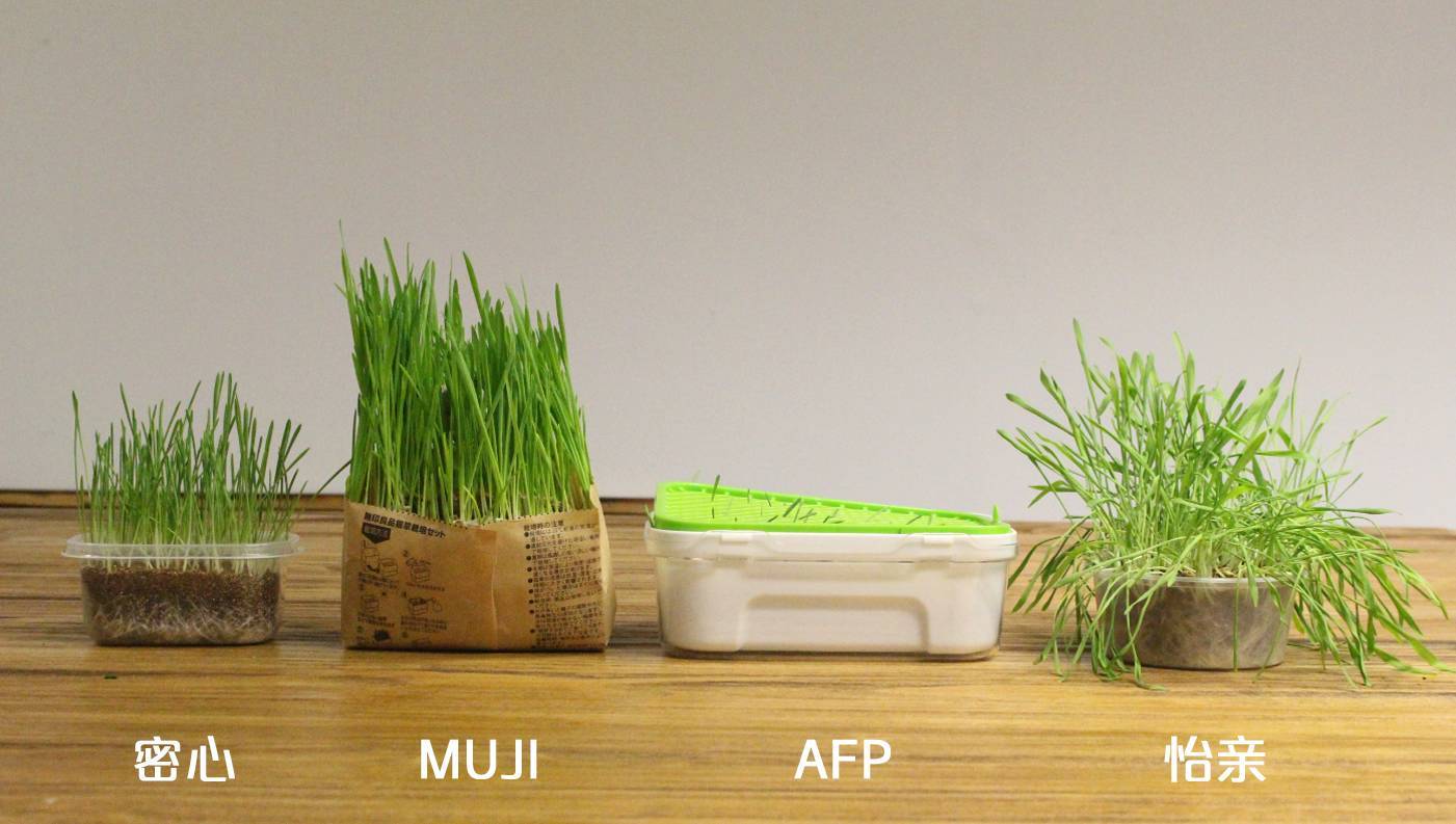 手残党都能种好的猫草,我只服muji