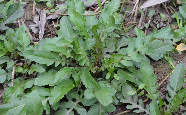 农村才有的三种野菜，都吃过的才是地地道道的农村人！