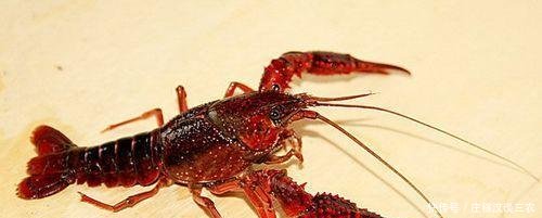 小龙虾养殖如何从新手变成老师傅,有哪些技术