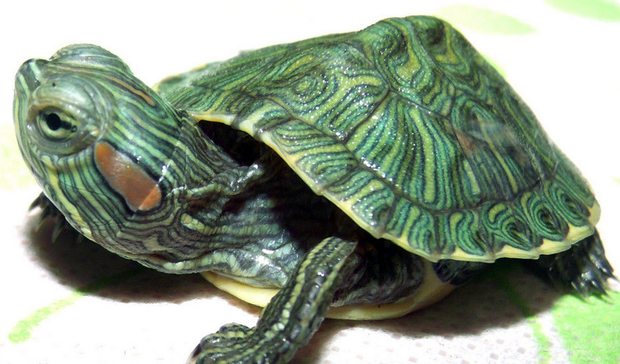 巴西龟什么样_360问答