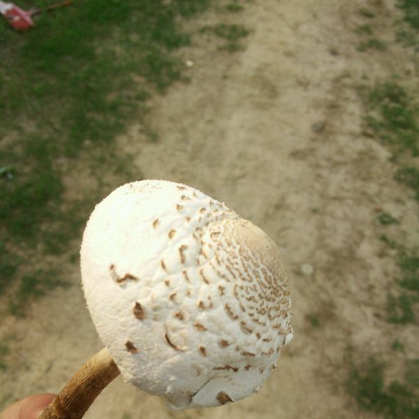 马勃 马勃,俗称牛屎菇,马蹄包,药包子,马屁泡;担子菌类