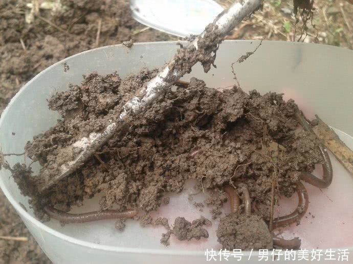 这东西在农村的菜地里很多,以前农村的小孩专门用来钓鱼!